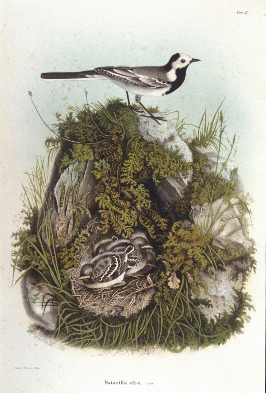 Ornitologi: en grå bergeronnet (motacilla alba) nær reden af sine unger. 1800-tallets zoologinævn af Unknown artist