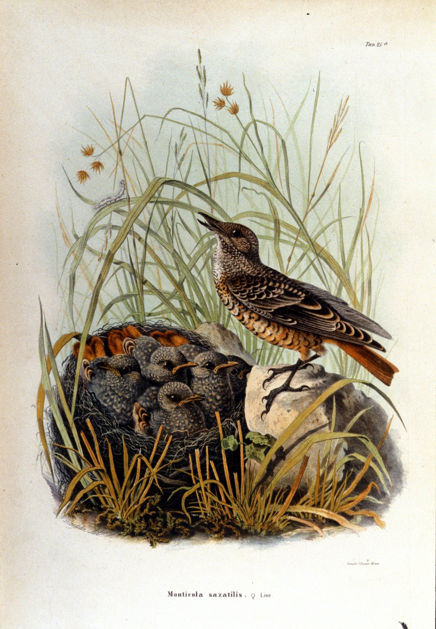 Ornitologi: en monticole nær reden af sine unger. af Unknown artist
