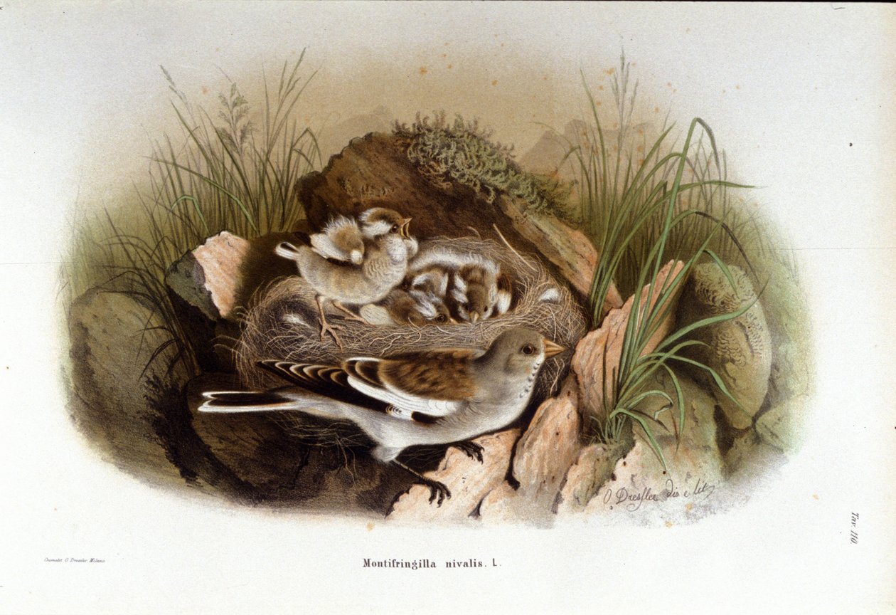Ornitologi: en alpin niverolle nær reden af sine unger. af Unknown artist