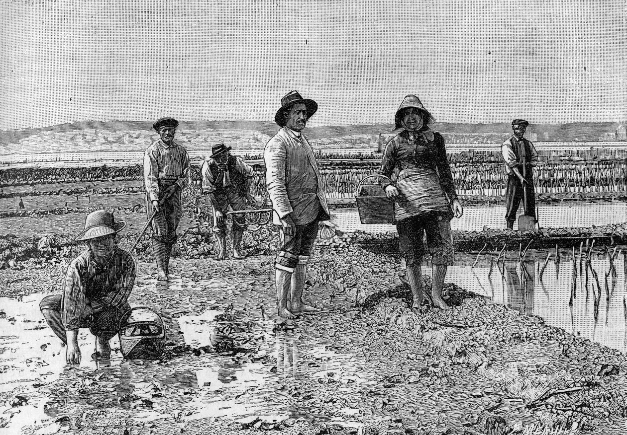 Ostreiculture - dyrkning af østers i Arcachon-bassinet (1894): østersparkere (fra et fotografi). Indgravering i "" Nature: gennemgang af videnskaberne og deres anvendelser til kunst og industri "" af 23. juni 1894. af Unknown artist