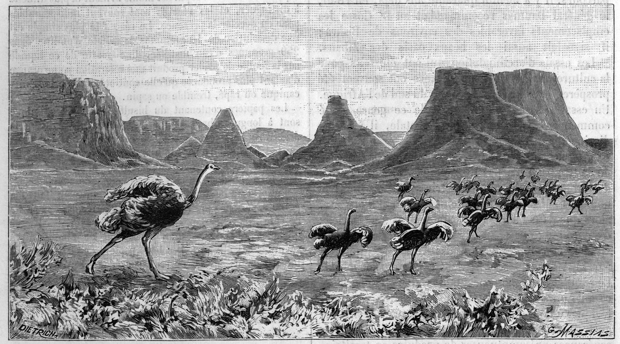 Strudsefri i det sydlige Afrika. Stik fra 1895 efter en tegning af Lichtenstein fra 1804. af Unknown artist