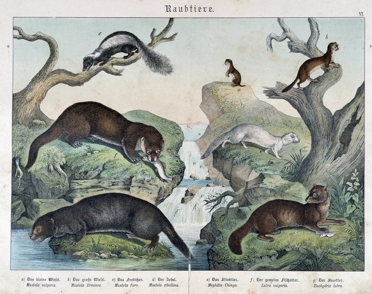 Oddere, ildere, væsel... - i "Natural histories of pattedyr"", red. Schreiber af Unknown artist