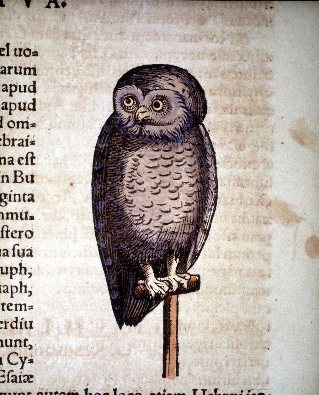 Ugle - fra Historiae animalium af Konrad Gesner, Tiguri af Unknown artist