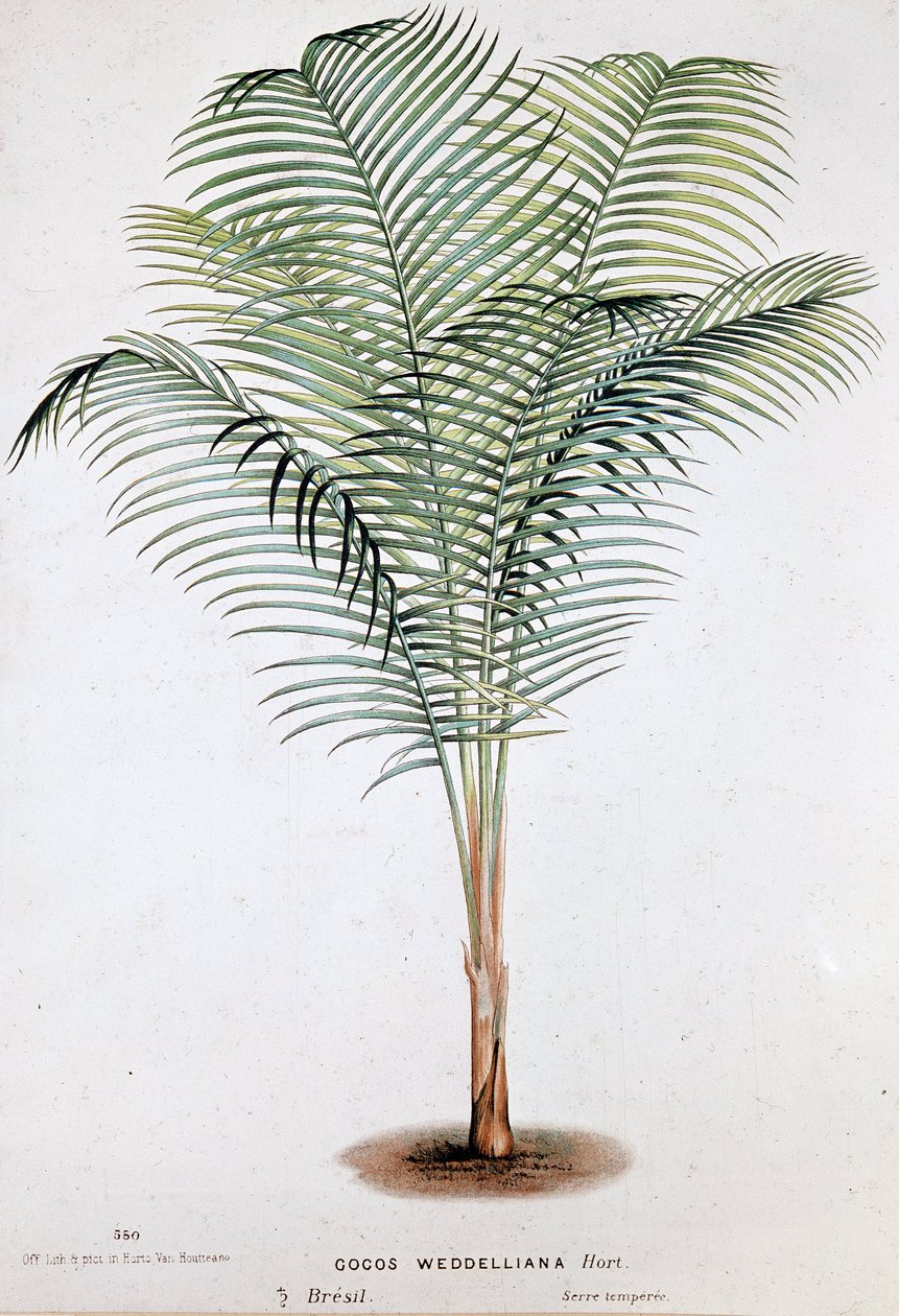 Palm Cocos Weddelliana (Brasilien) - Botanisk bord af Unknown artist