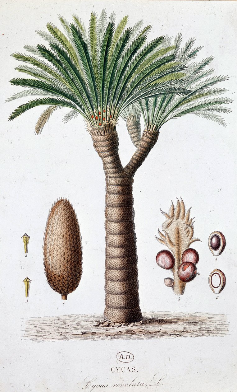 Palm Cycas Revoluta - Botanisk tavle af Unknown artist