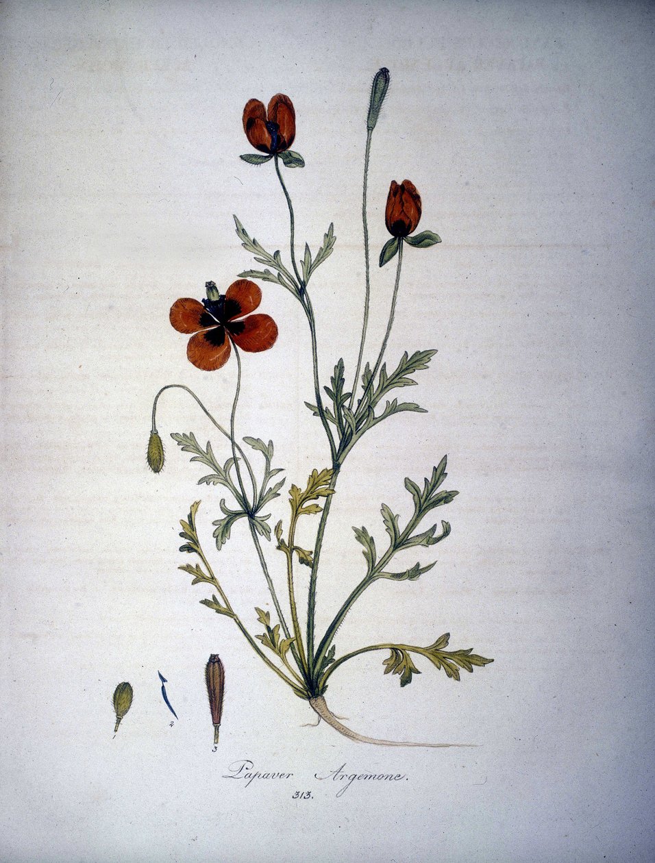 Papaver Argemone (Blomst og plante af valmue Argemone). 1800-tallets herbarium. af Unknown artist