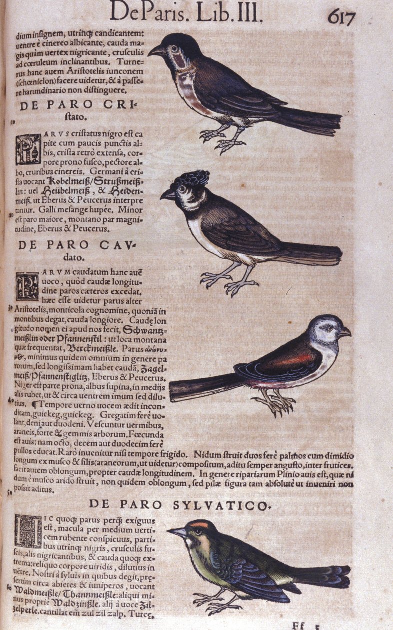 Passereaux in Historia Animalium af Conrad Gesner (1516 - 1565), Tiguri af Unknown artist