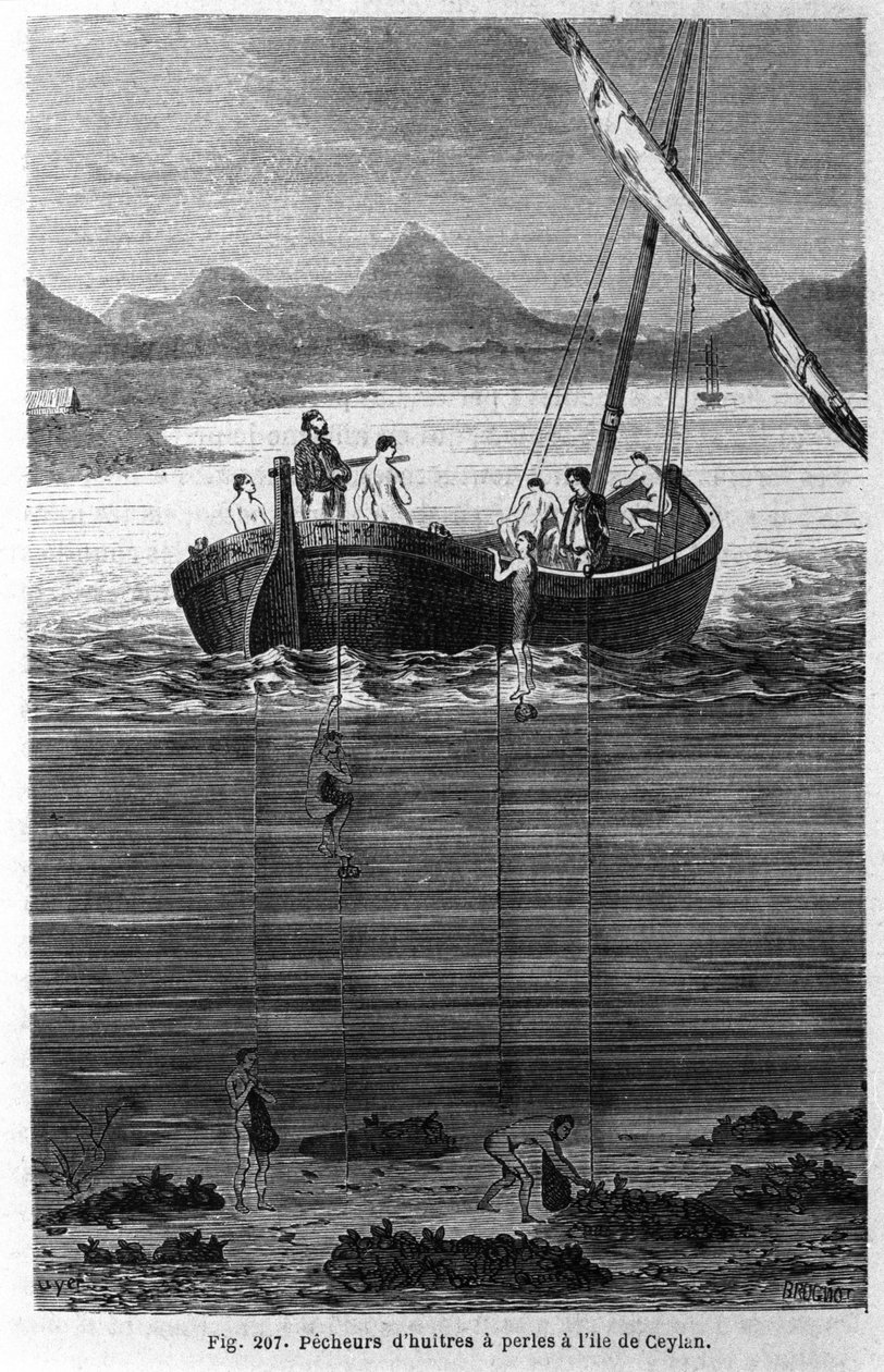 Perlefersken på Ceylon (nuværende Sri Lanka). af Unknown artist