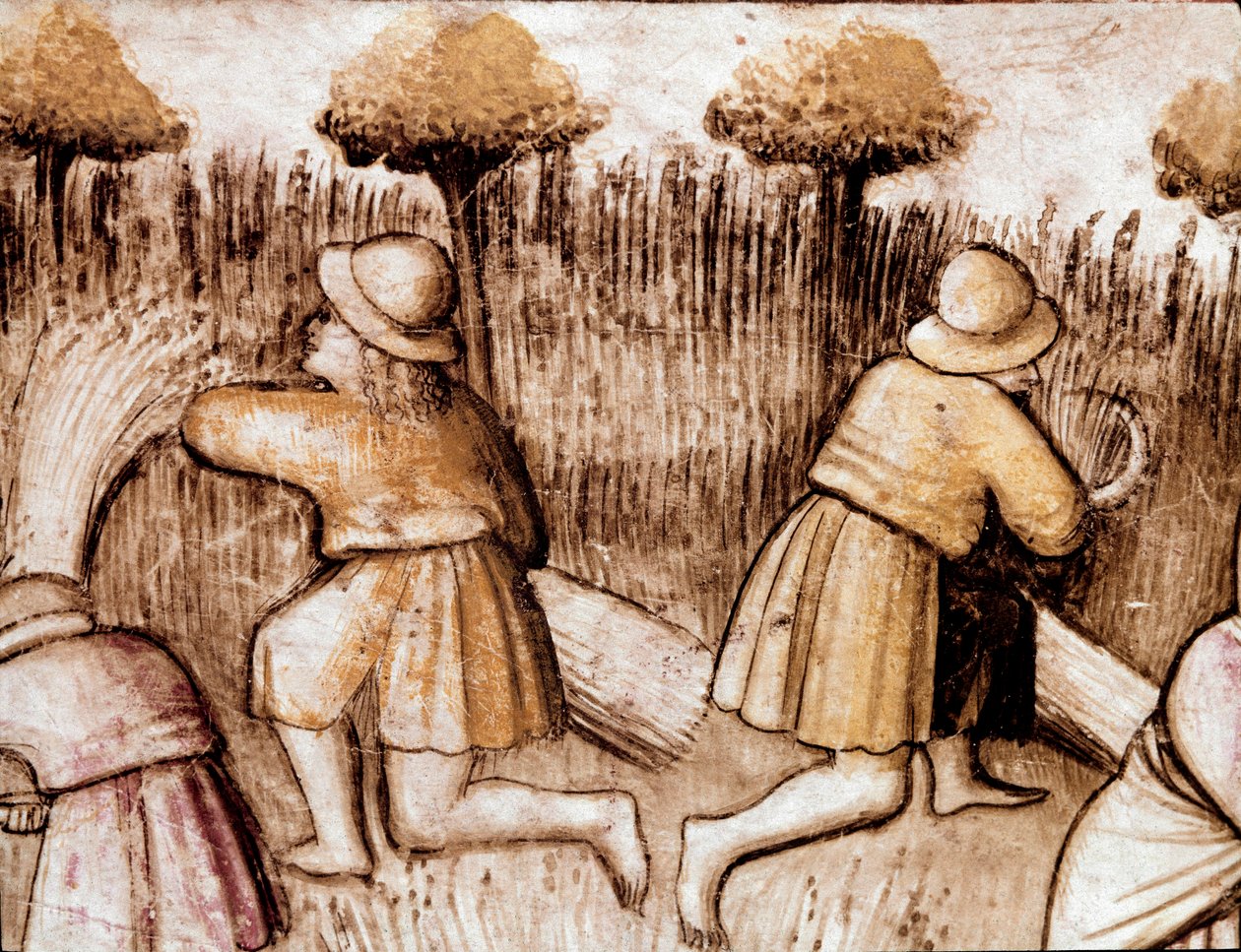 Bønder klipper bles Miniature fra codex 212 (eller Padovano Codice eller Bible of Padua) 1390-1400 Rovigo, Accademia dei Concordi af Unknown artist