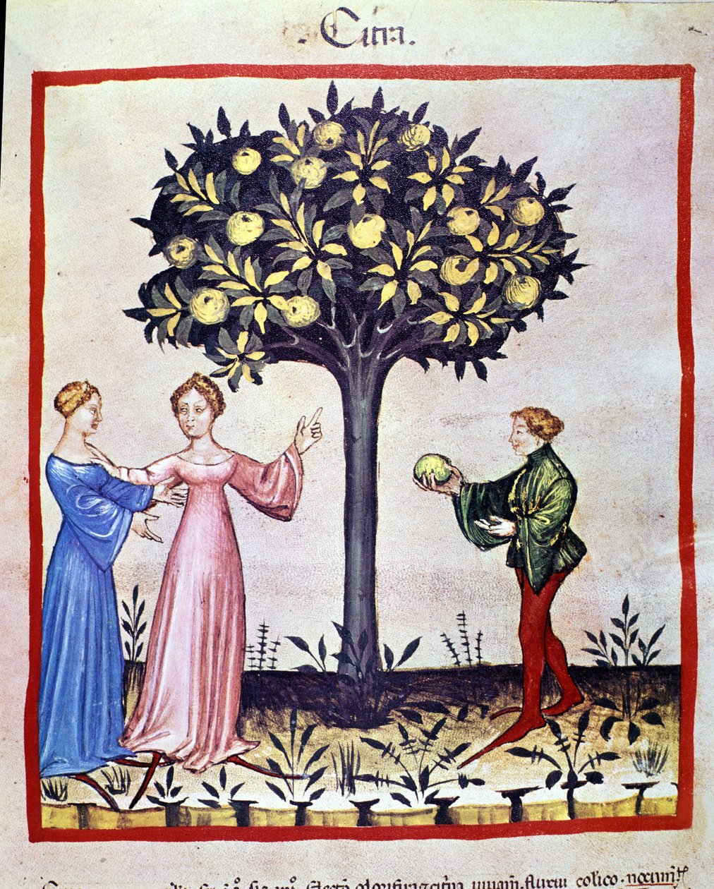 Plukke cedrat, frugt af cedratier. Belysning fra malkning af medicin og diætetik "" Tacuinum sanitatis"" af Unknown artist