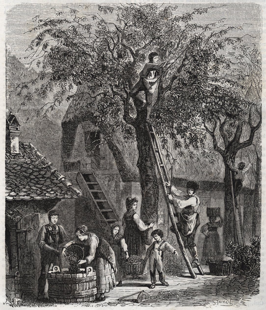 Plukke kirsebær - Plukke kirsebær - gravering af 1860 - af Unknown artist