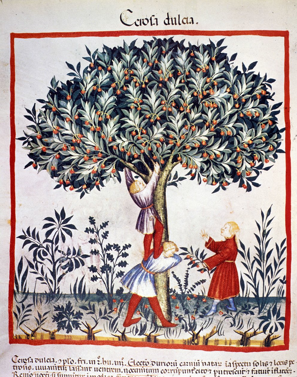Pluk kirsebær. Belysning fra malkning af medicin og diætetik "" Tacuinum sanitatis"" af Unknown artist