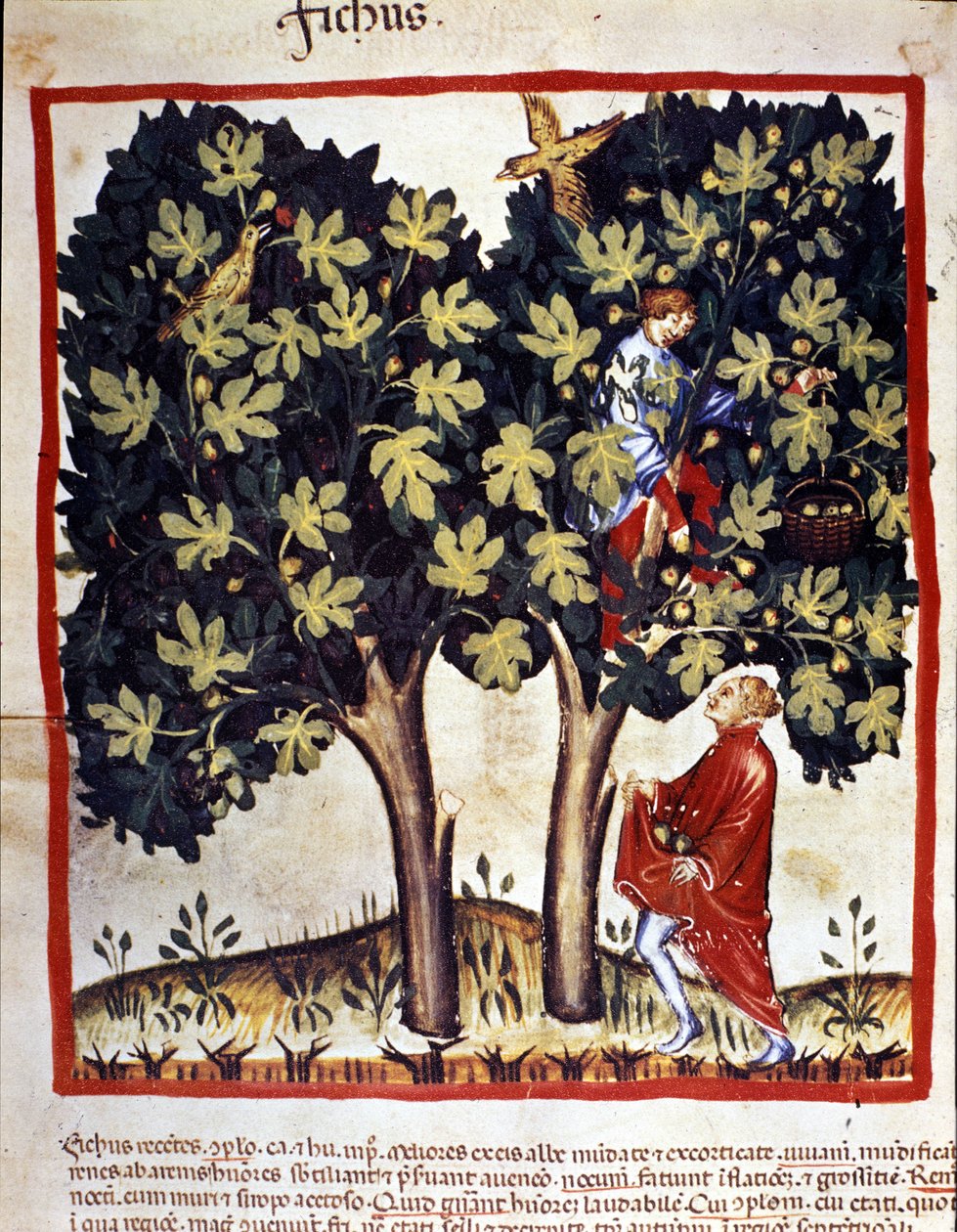 Plukke figner. Belysning fra malkning af medicin og diætetik "" Tacuinum sanitatis"" af Unknown artist