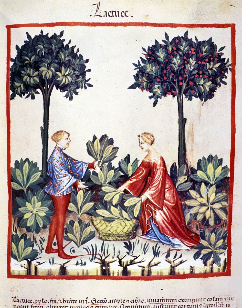 Plukke salat. Belysning fra malkning af medicin og diætetik "" Tacuinum sanitatis"" af Unknown artist