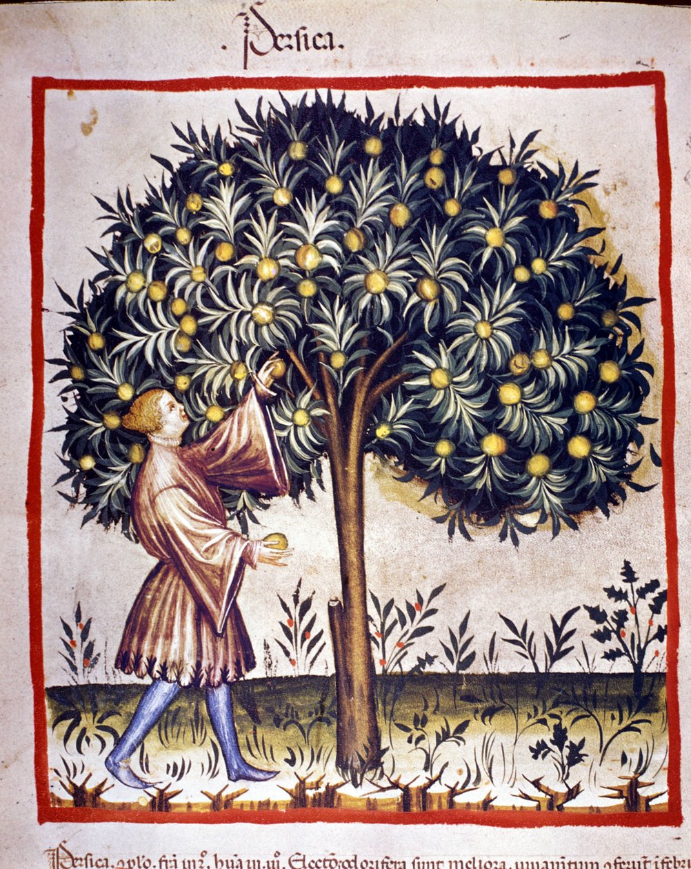 Plukker fiskeriet. Belysning fra malkning af medicin og diætetik "" Tacuinum sanitatis"" af Unknown artist