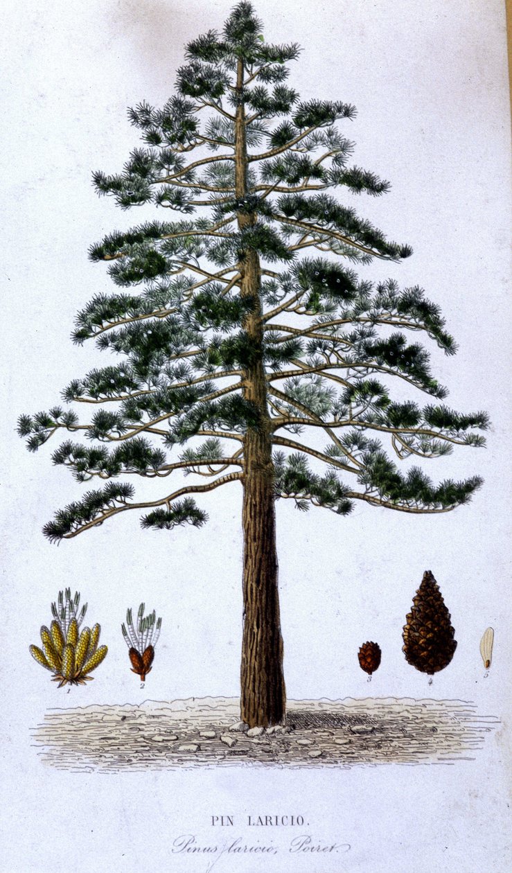 Pin Laricio - botanisk tavle af Unknown artist