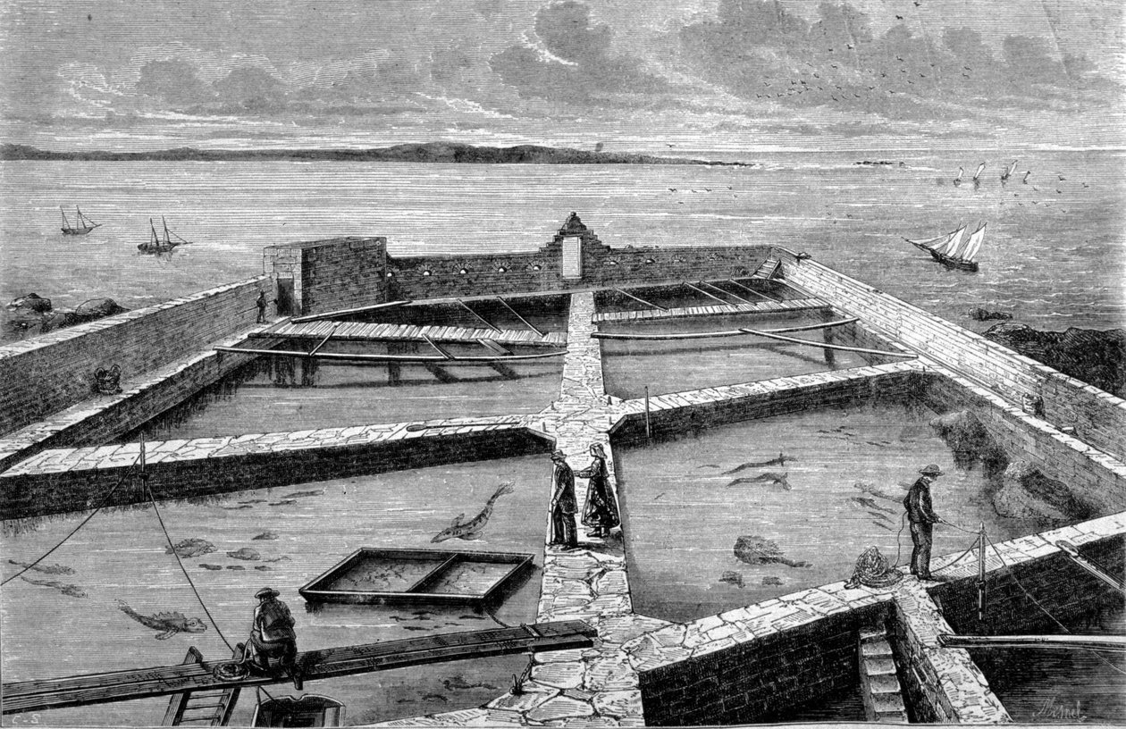 Fiskeopdræt i Concarneau. Stik fra 1860. af Unknown artist
