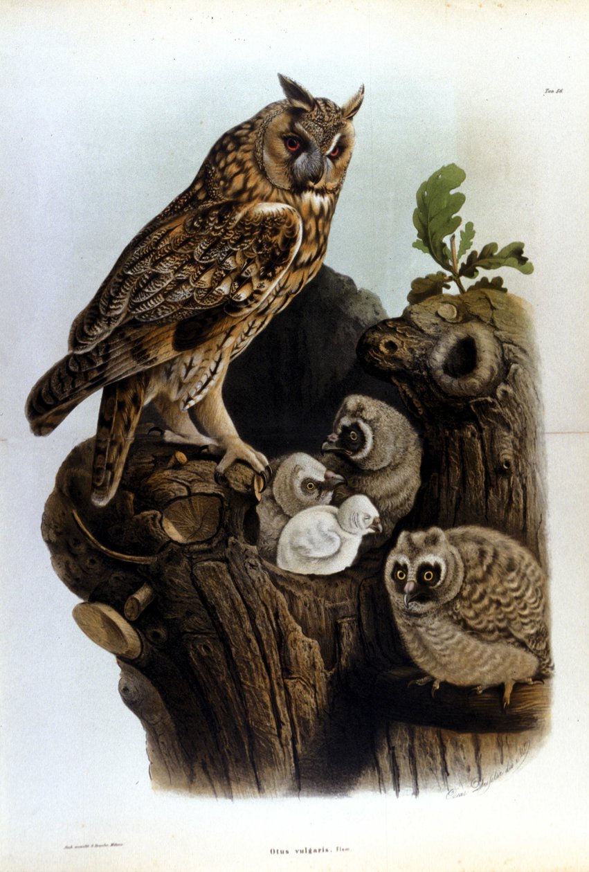 Plade, der repræsenterer en familie af ugler nær reden. af Unknown artist