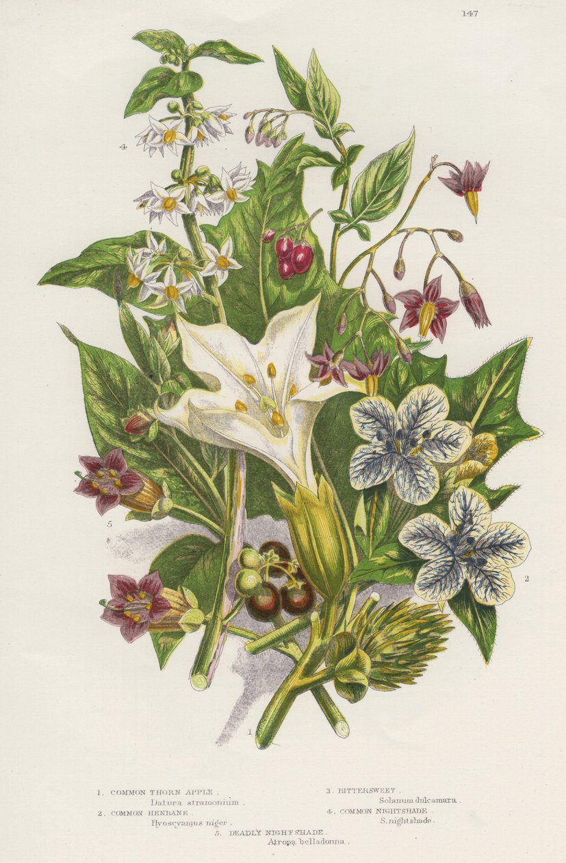 Giftige planter. Ud over den giftige sorte eller almindelige natskygge (Solanum nigrum) øverst til venstre og Woody Nightshade eller Bittersweet (Solanum dulcarama) øverst til højre, er der de farligere Deadly Nightshade (Atropa belladonna) nederst til ven af Unknown artist