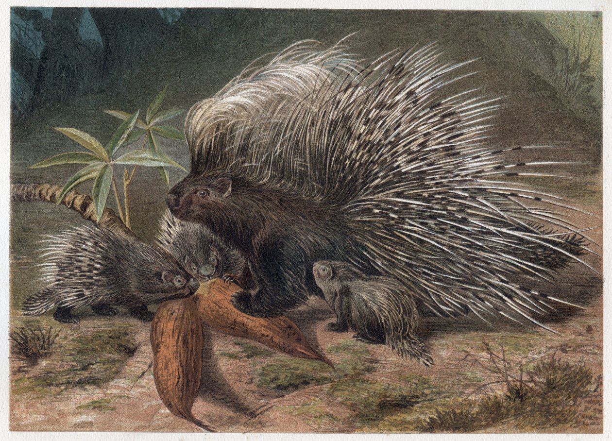 Pork epic a crete (porc-epic) - The crested porcupine (Hystrix cristata) - gravering fra "" Brehms Life of Animals"" af Alfred Edmund Brehm (1829-1884) af Unknown artist