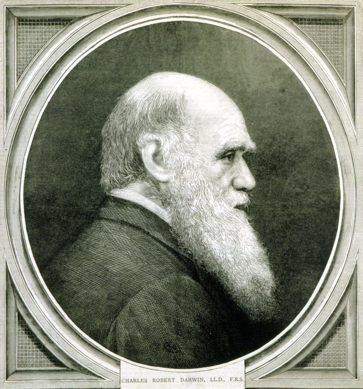 Portræt af Charles Darwin (1809 - 1882) af Unknown artist