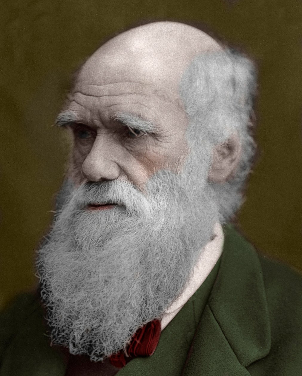 Portræt af Charles Darwin af Unknown artist