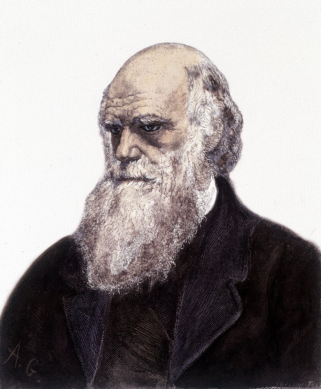 Portræt af Charles Robert Darwin, britisk naturforsker (1809-1882) af Unknown artist