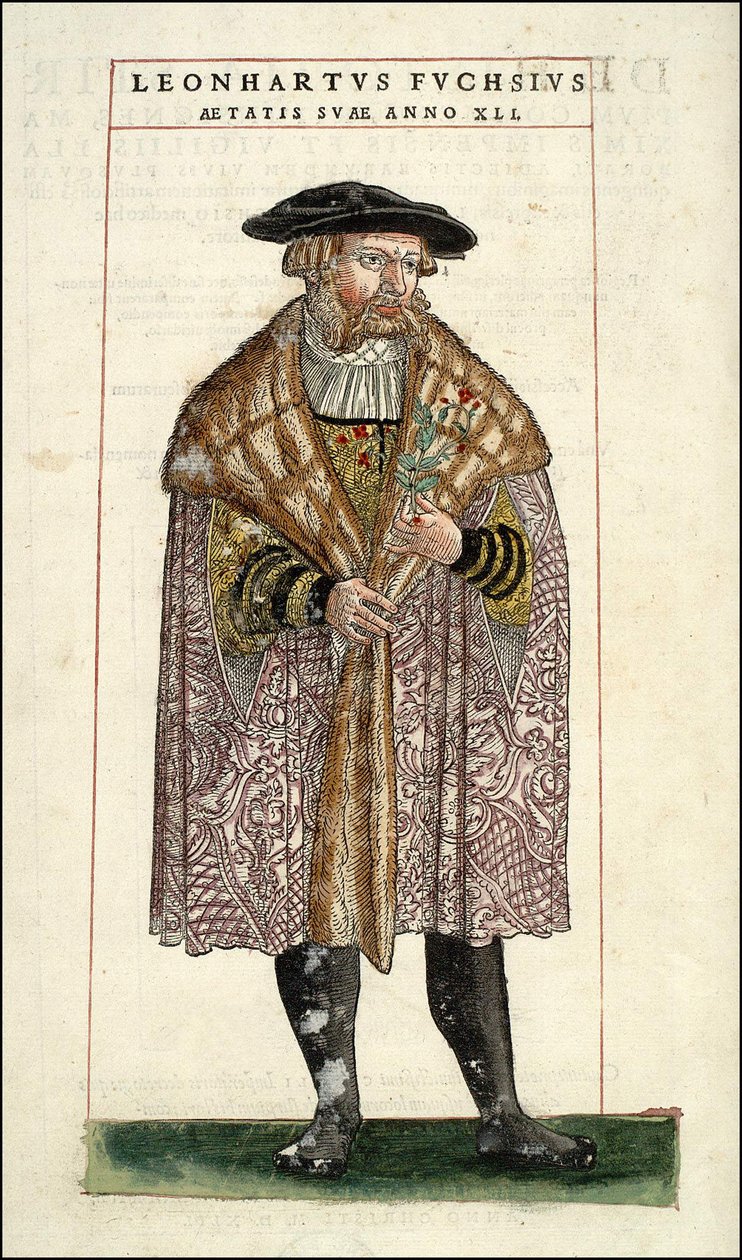 Portræt af Leonhart Fuchs: Botaniker - tysk læge (1501 - 1566) - i "" Of History Stirpium commentarii badges,..." af Leonhart Fuchs af Unknown artist