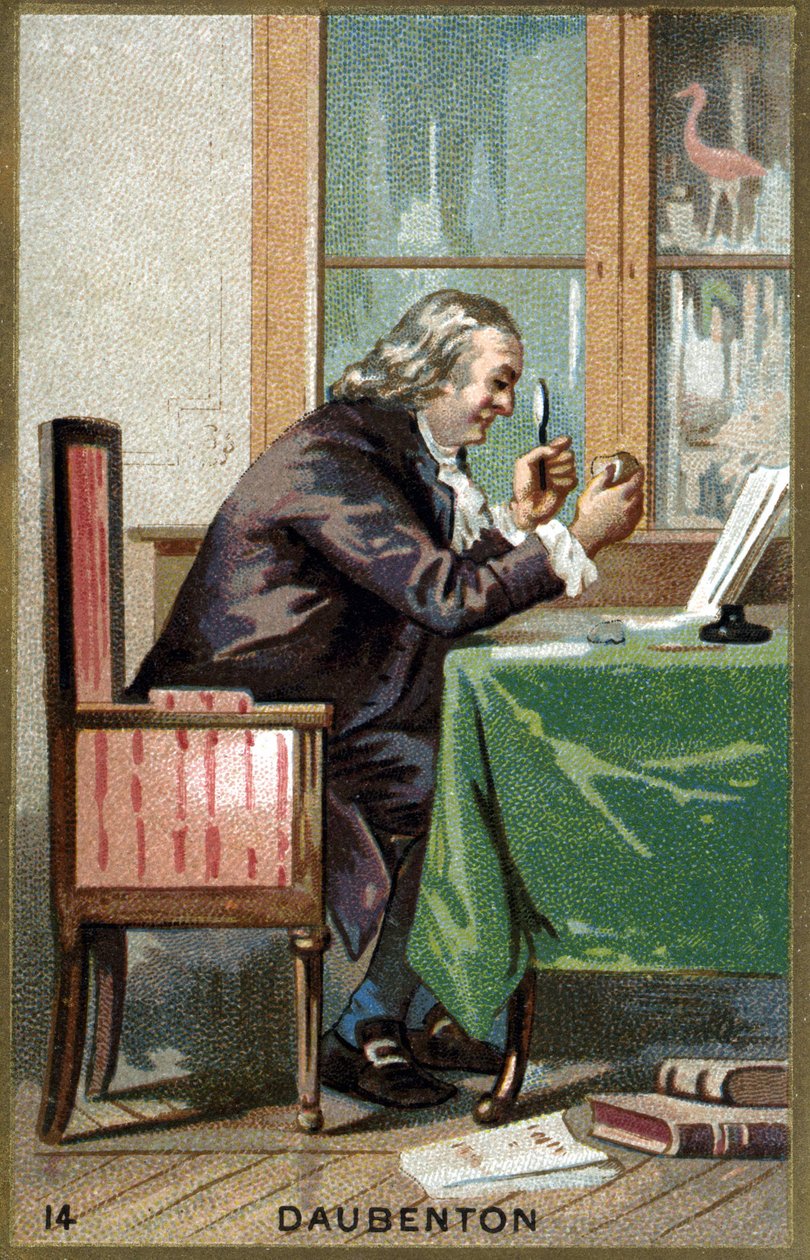 Portræt af Louis Jean Marie Daubenton, dit Daubenton (1716 - 1800), fransk naturforsker. Kromolitografi af det 19. århundrede. af Unknown artist