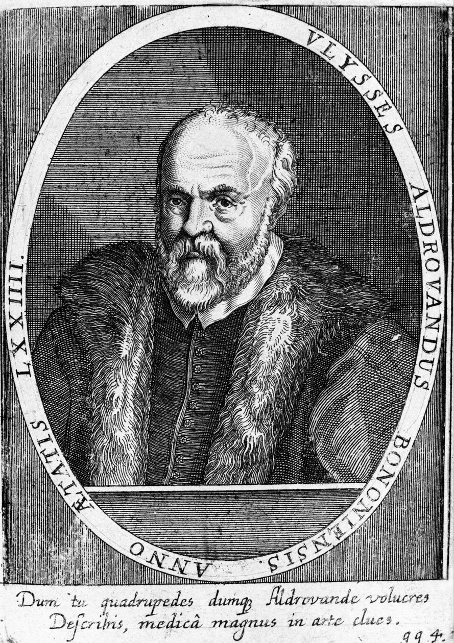 Portræt af Ulisse Aldrovandi (1522 - 1605?). af Unknown artist