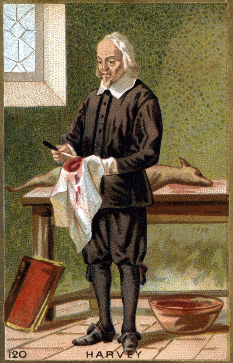 Portræt af William Harvey (1578 - 1657), engelsk læge. 1800-tallets kromolitografi. af Unknown artist
