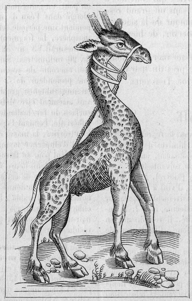 Portræt af en giraf. (Efter Pierre Belon af Unknown artist