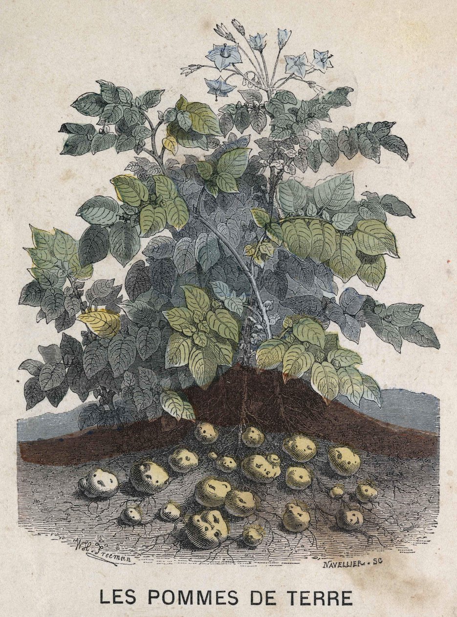 Kartofler. 1800-tals illustration. Bianchetti samling. af Unknown artist