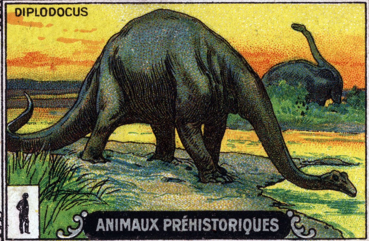 Forhistorisk dyr: en diplodocus-dinosaur (chromo) af Unknown Artist