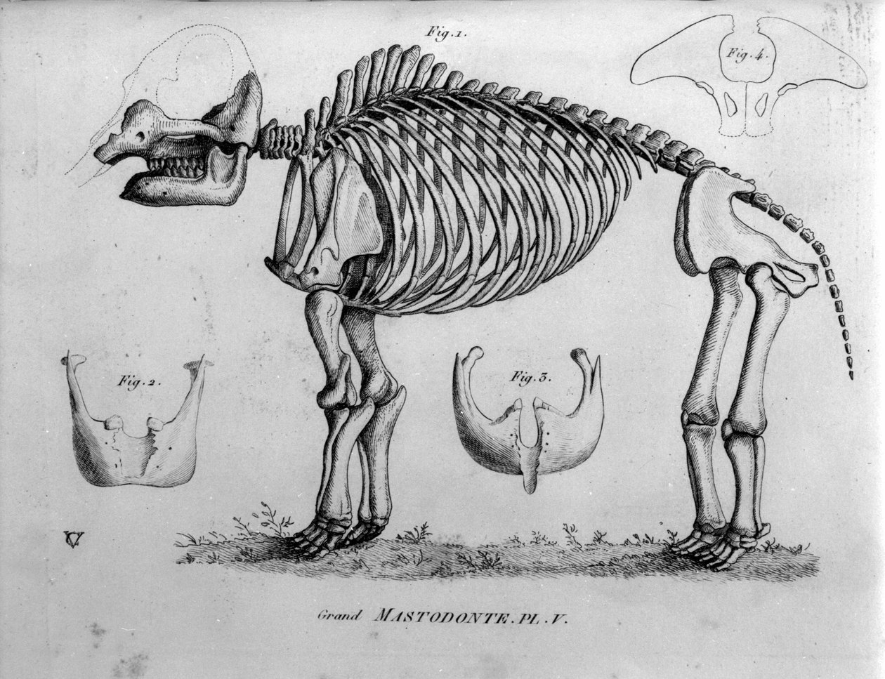 Forhistorie: Mastodontskelet, fossile pattedyr (Mas gigantium). Palæontologinævnet i det 19. århundrede. af Unknown artist