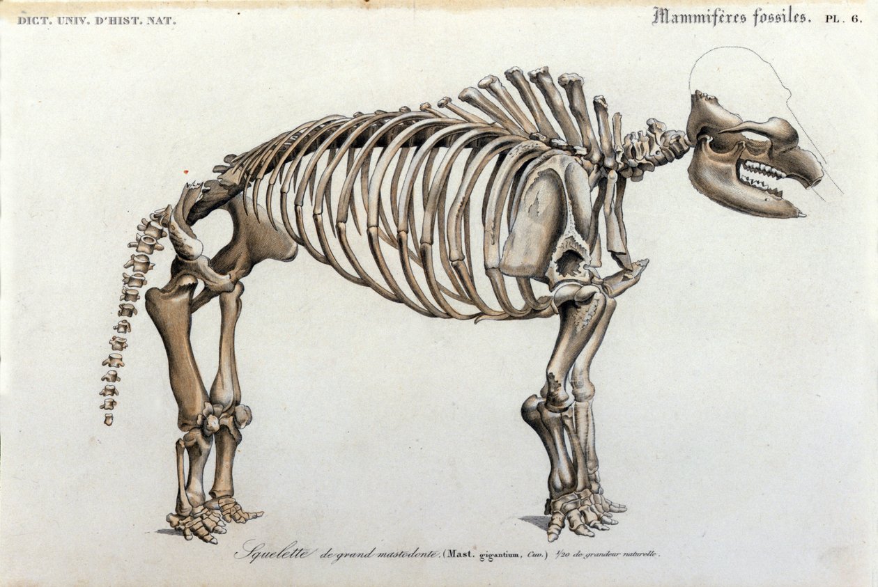 Forhistorie: Mastodontskelet, fossile pattedyr (Mas gigantium). Plade af palæontologi fra "Universal Dictionary of Natural History" af Mr. Charles D