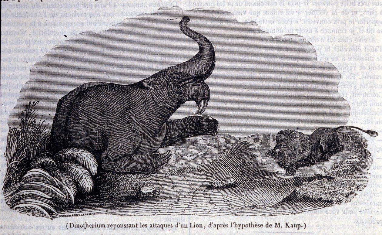 Forhistorie: repræsentation af et dinotherium, type pachyderm, der afviser angrebet af en løve. Indgravering af det 19. århundrede af Unknown artist