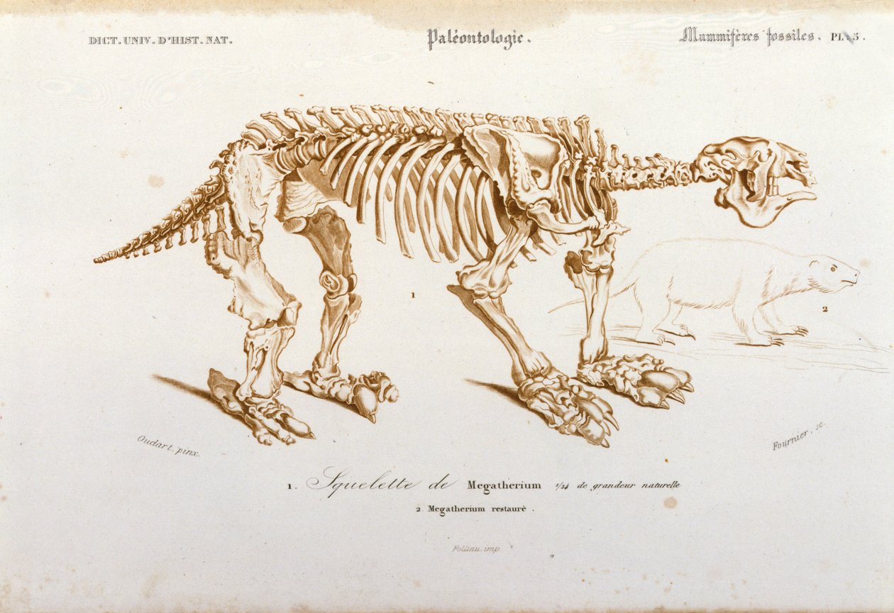 Forhistorie: skelet af megatherium (terrestrisk doven af elefantfamilien) fossilt pattedyr. Plade med palæontologi taget fra "Dictionnaire universel d