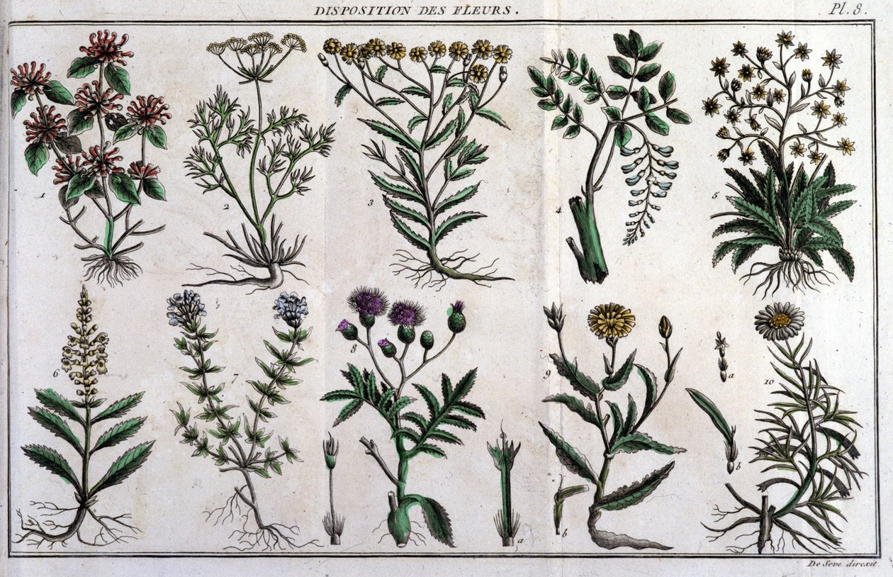 Bestemmelser af blomster: i "" Flora Françoise, eller en kort beskrivelse af alle de planter, der vokser naturligt i Frankrig, arrangeret efter en ny analysemetode, hvortil vi knytter citatet om deres mindre tvetydige dyder inden for medicin og deres anven af Unknown artist