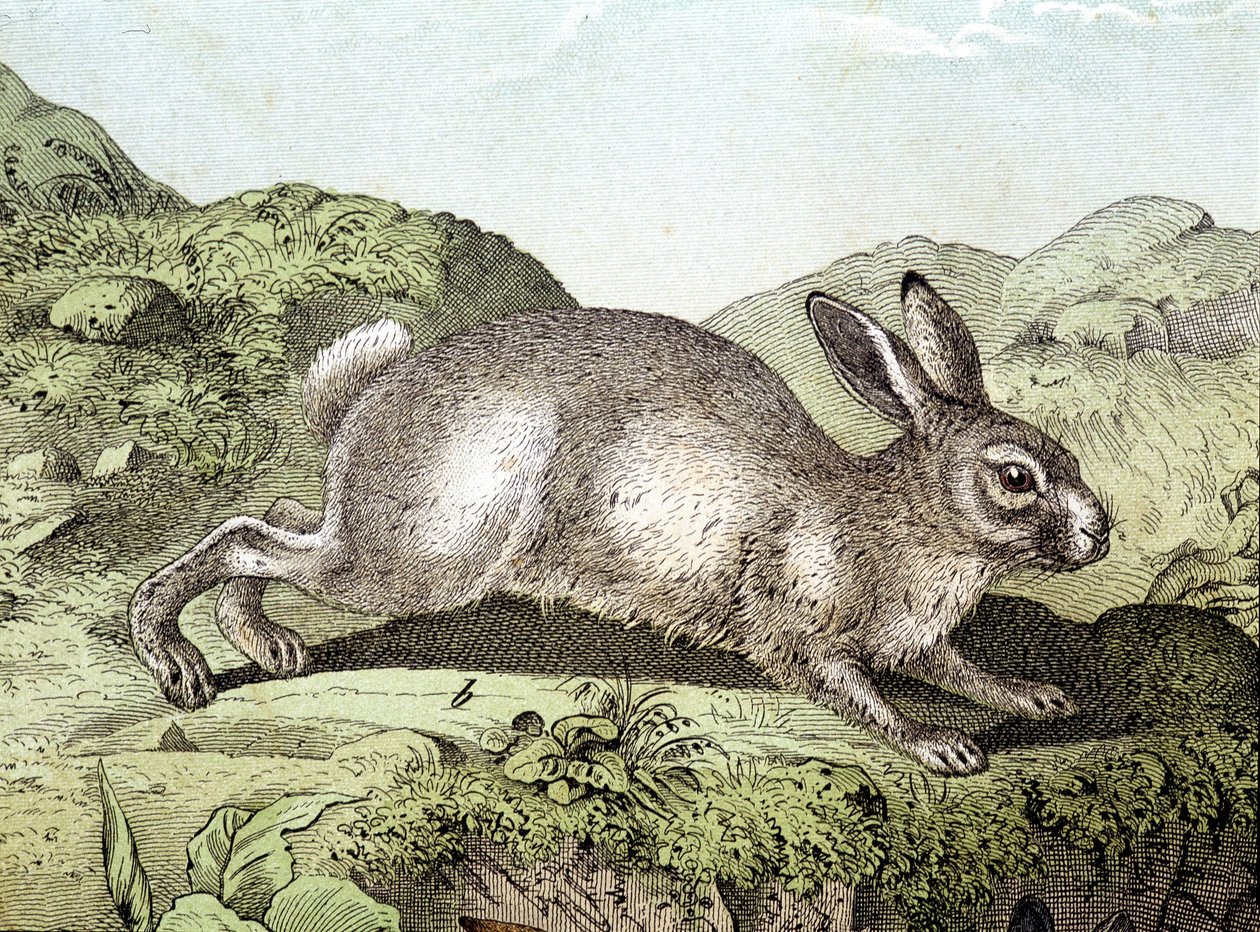 Kanin - i "Natural History of Pattedyr", red. Schreiber af Unknown artist