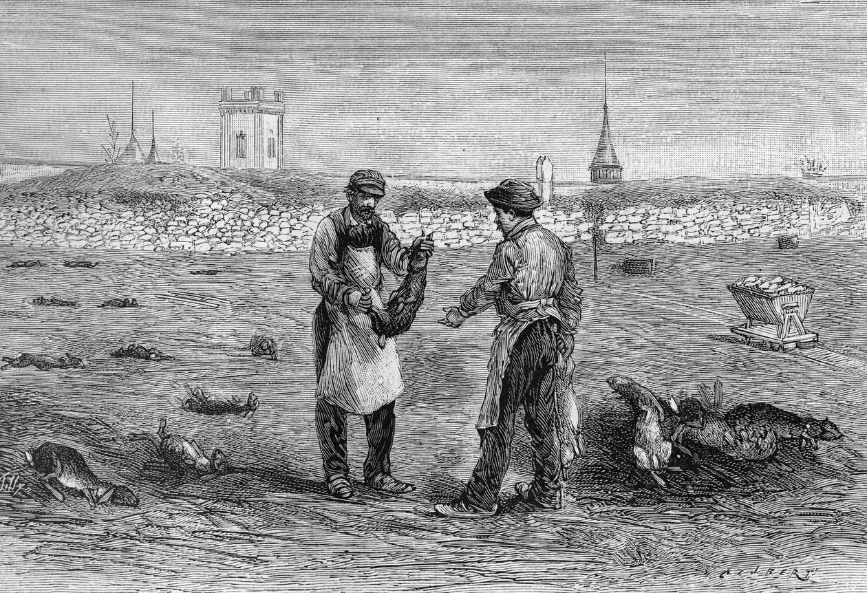Kanin lig dræbt af kyllinger kolera mikrobe. Erfaring med Mme enke Pommery i Champagne. (Fra et foto af Mr. Trumpet og information meddelt af Mr. L. Pommery). Indgravering i "" La Nature: revue des sciences et de leurs applications aux ar af Unknown artist