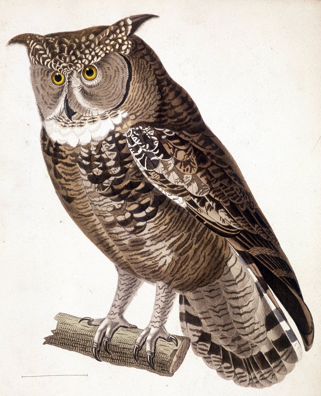 Raptor: Afrikansk ugle. 1800-tals gravering af Unknown artist