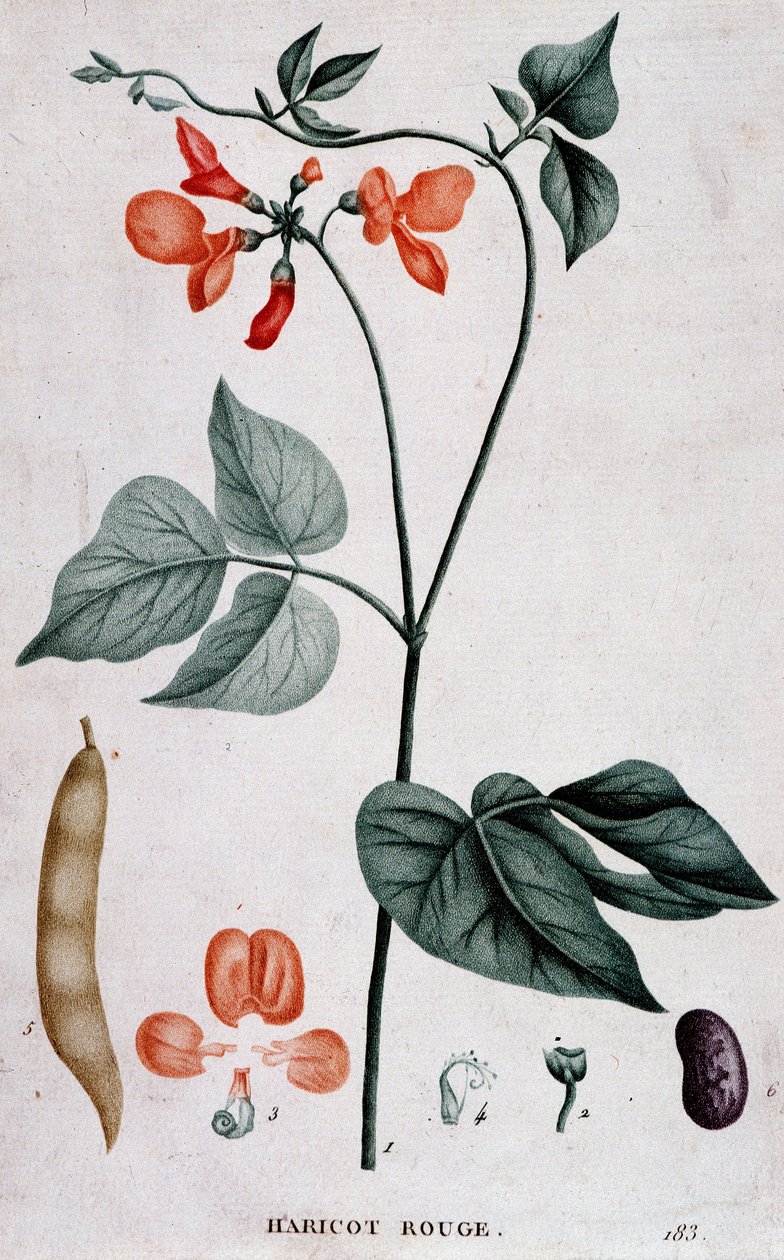 Rød bønne, botanisk bord af Unknown artist