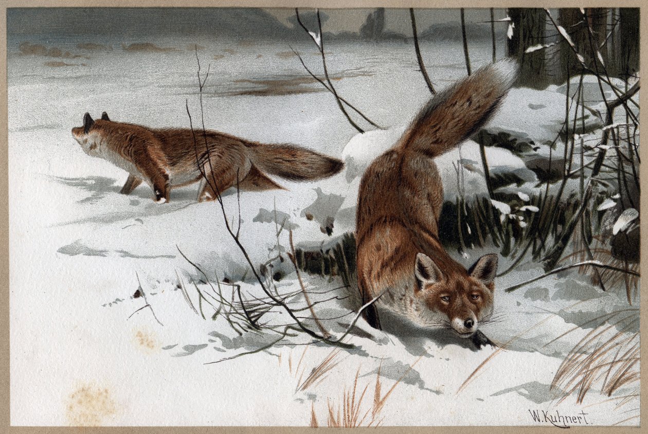 Rød ræv - Den røde ræv (Vulpes vulpes) - gravering fra "" Brehms Dyreliv"" af Alfred Edmund Brehm (1829-1884) af Unknown artist