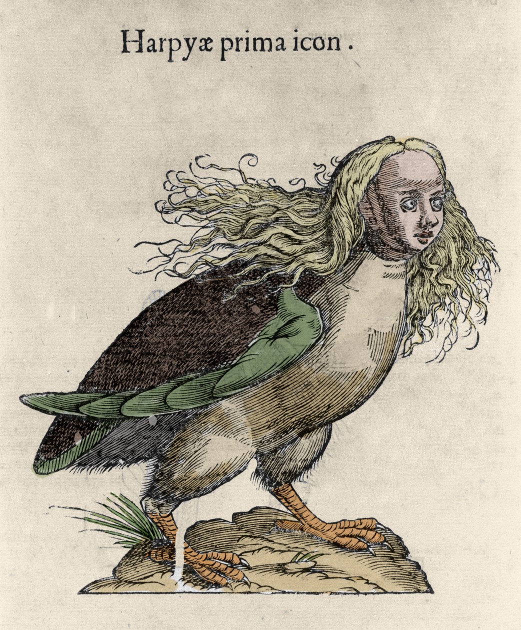Repræsentation af en harpy Gravering af Ulisse Aldrovandi (1522-1605), "Monsters of History", Bologna 1642 af Unknown artist