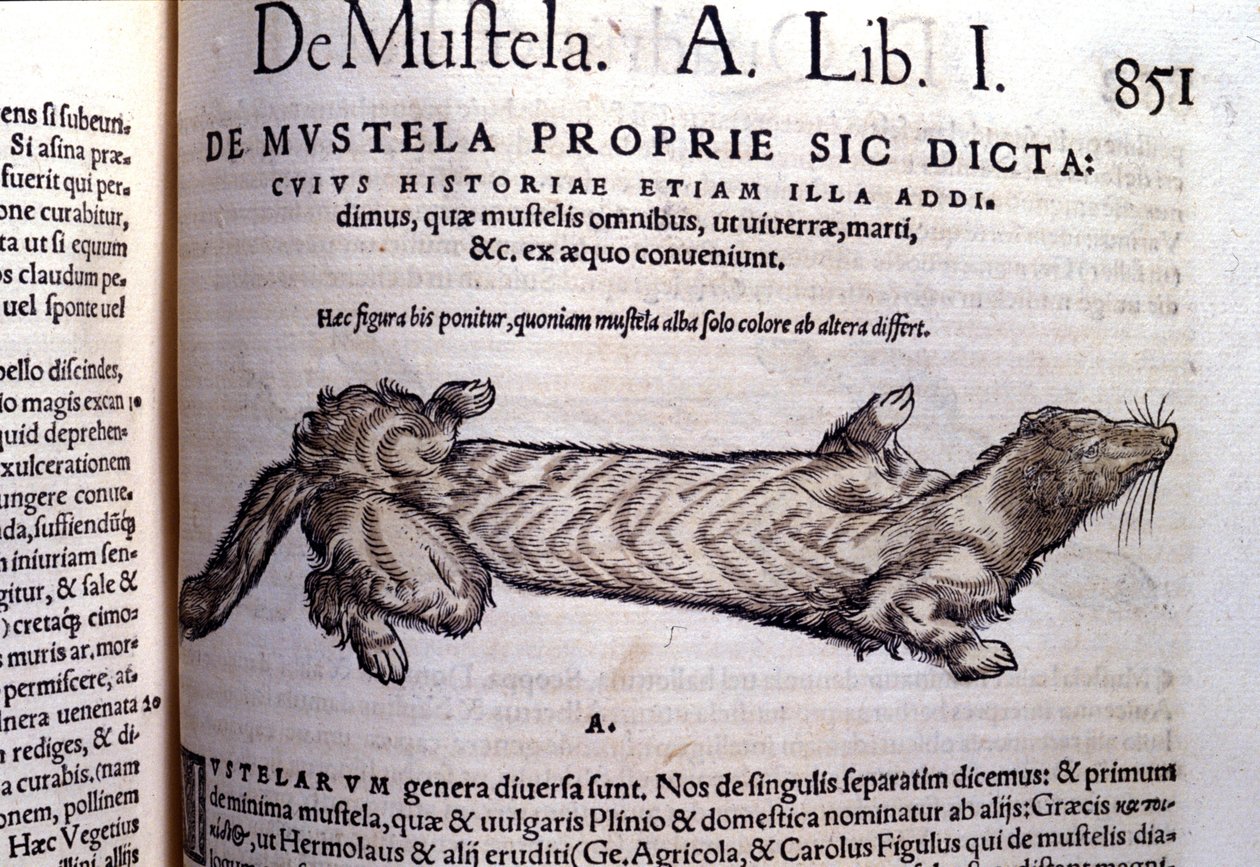 Repræsentation af en mustela (familie af mustelager) relateret til væselen - i Historia Animalium af Conrad Gessner (1516 - 1565), Tiguri af Unknown artist