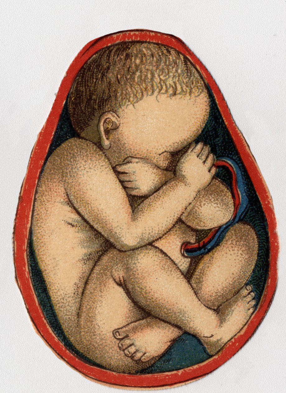 Repræsentation af en livmoder med graviditet. "Den nye naturlige medicin"" af F.E. Bilz.1898. af Unknown artist