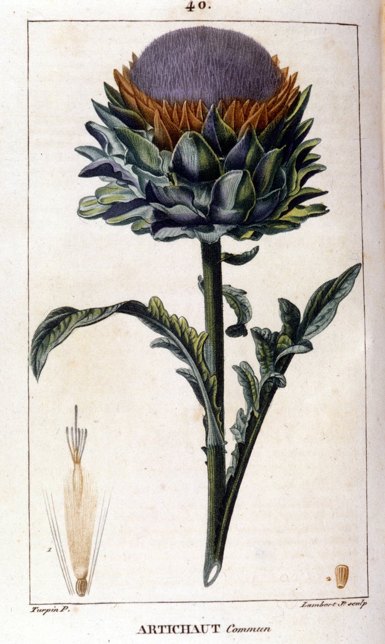 Repræsentation af den almindelige artiskok. Botanisk tavle. 19. århundrede. af Unknown artist