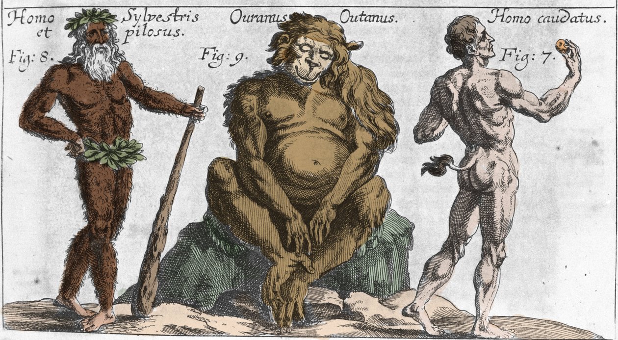 Repræsentationer af forskellige monstrøse væsner: en mand fra skoven eller behåret, en orang-outan-abe (orang-utang, orang-outang, orang-utang) og en mand med en hale. Tallerken fra "" Mundi Mirabilis Oeconomia"" af Johamm Zahn, sd. 1696. Milaneser . af Unknown artist