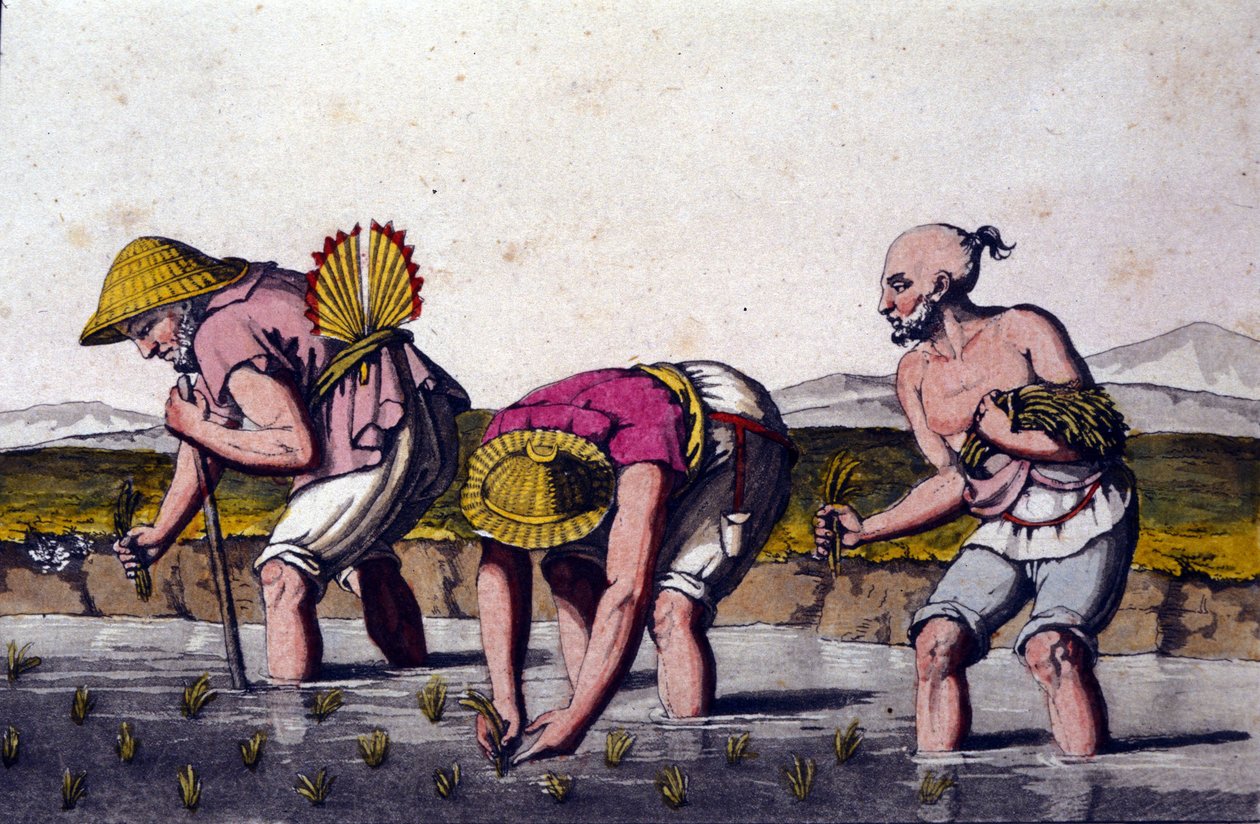 Risdyrkning i Kina. 1800-tals tryk. af Unknown artist